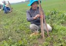 Xã Vĩnh Thịnh phát động “Tết trồng cây- xuân Giáp Thìn 2024”